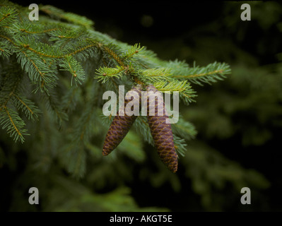Gemeine Fichte Picea Abies Kegel und Blatt Stockfoto