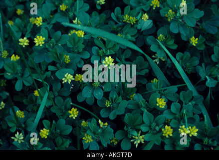 Black Medick Medicago Lupulina Büschel in Blüte Stockfoto