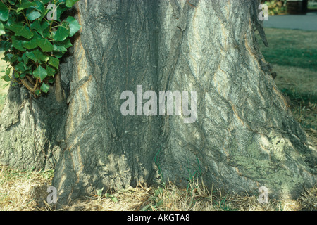 Populus Nigra Bole Stockfoto