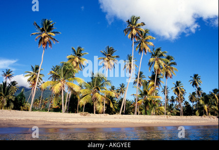 Palmen gesäumten weißen Sand am Pinneys Beach in Nevis Karibik Stockfoto