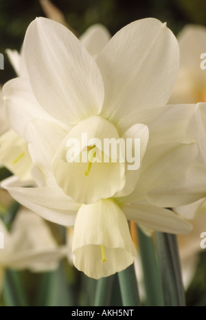 Narcissus 'Eis Wings' AGM (Narzisse) Division 5 Triandrus. Nahaufnahme von cremigen weißen mehrköpfigen Narzisse. Stockfoto