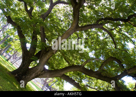 Affe Pod Baum auch als Regen Baum oder Ohai auf Oahu Hawaii - lateinischer Name ist Unternehmen Saman Stockfoto