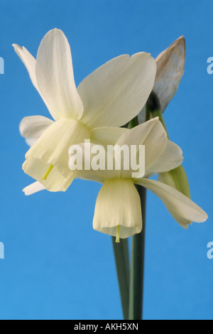 Narcissus 'Eis Wings' AGM (Narzisse) Division 5 Triandrus. Nahaufnahme von cremigen weißen mehrköpfigen Narzisse auf blauem Hintergrund. Stockfoto