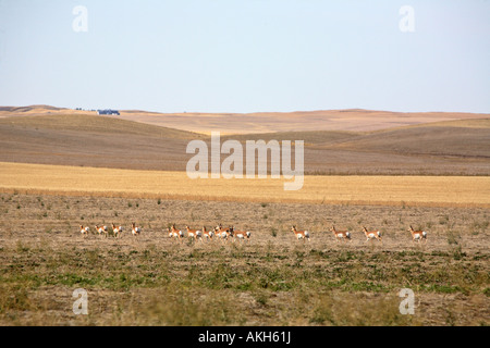 Kleine Herde von Antilopen in einem Saskatchewan Feld Stockfoto