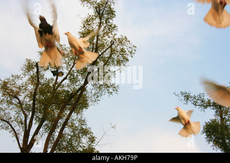 Schöne weiße Tauben fliegen vor dem Hintergrund einer klaren Himmel und einige grüne Bäume. Stockfoto