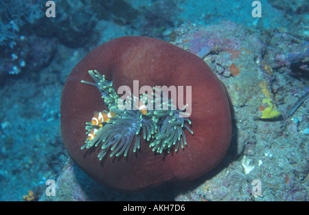 Ocellated oder gemeinsame Anemonenfischen Amphiprion Ocellaris auch Clownfische genannt ausgeschlossen ihre Anemone Heteractis Magnifica Partri Stockfoto