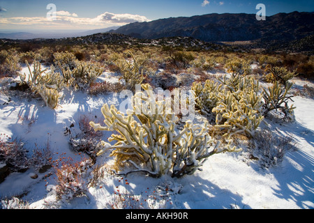 Schnee bedeckt Buckhorn Cholla Opuntia Acanthocarpa Anza Borrego Desert State Park Borrego Springs San Diego County in Kalifornien Stockfoto