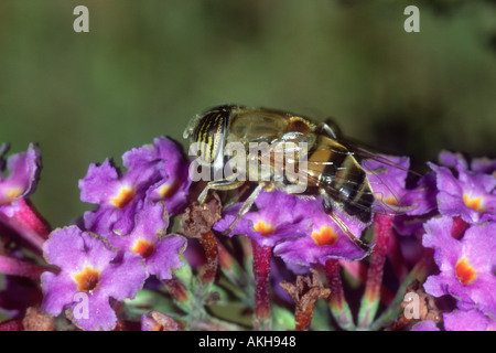 Schwebfliege, Eristalinus Taeniops. Auf Buddleja Blüten Stockfoto
