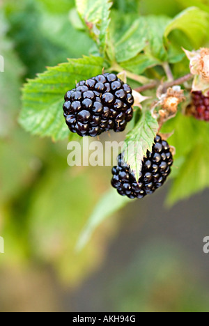 BlackBerry-Anlage mit zwei reifen schwarzen Beeren auf den Busch auf 1 rötliche Reifung Stockfoto