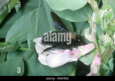 Violette Holzbiene, Xylocopa Violacea. Sammeln von Nektar auf Blume Stockfoto