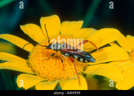 Longhorn Beetle, Familie Cerambycidae. Auf Blume Stockfoto