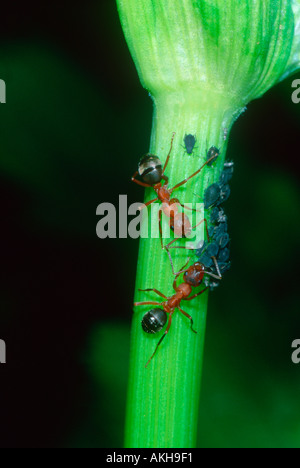 Red Ants Stacheldraht, Formica Rufibarbis. Zwei Arbeiter Melken Blattläuse Stockfoto