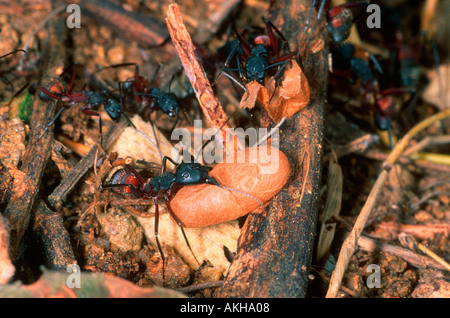 Ameisen, Camponotus Cruentatus, Arbeiter mit Puppen Stockfoto