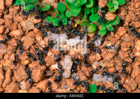 Europäische Erntemaschinen Ameisen (Messor barbarus) Ameisenhaufen. Arbeitnehmer Puppen tragen Stockfoto