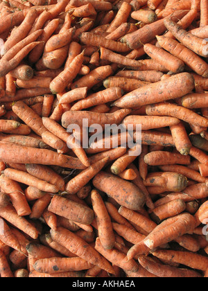 Karotte - Daucus Carota var. Mativue - am häufigsten verwendete Gemüse Stockfoto