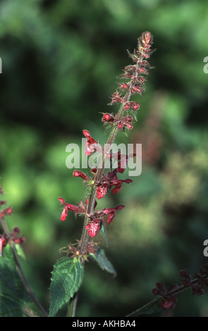 Hedge Woundwort, Niederwendischen sylvatica Stockfoto