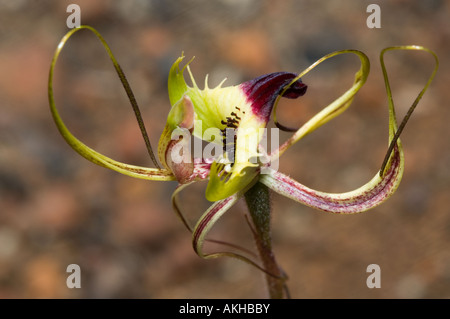 Green Spider Fringed Mantis Orchid (Caladenia Falcata) Blume Nahaufnahme Dryandra Woodland Western Australia September Stockfoto