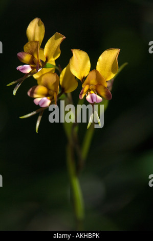 Stiefmütterchen Orchidee (Diuris Magnifica) blüht, Kings Park, Perth, Western Australia, September Stockfoto