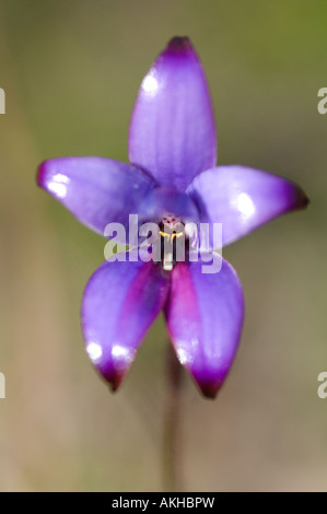 Lila Emaille Orchidee (Elythranthera Brunonis) Blume, Nahaufnahme, Bungendore Wald, Perth Western Australia, September Stockfoto