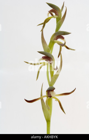 Rassel Schnabel Orchidee (Lyperanthus Serratus) Blume, weißer Hintergrund, Mount Barker, Western Australia, Oktober Stockfoto