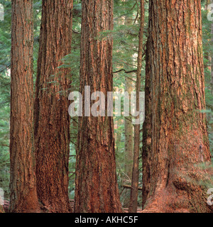 Douglasien (Pseudotsuga Menziesii) wachsen im gemäßigten Regenwald Old Growth, pazifischen Westküste, British Columbia, Kanada Stockfoto