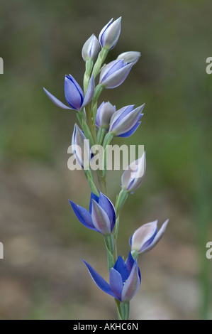 Duftende Orchidee Sun (Thelymitra Macrophylla) Blütenstand, Mount Barker, Western Australia, Oktober Stockfoto