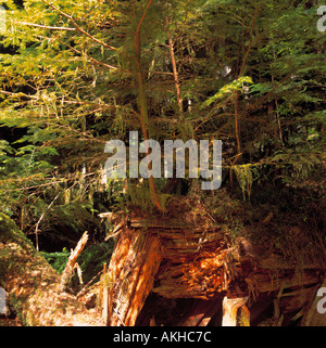 Western Hemlock Pflege Bäume wachsen aus einem gefallenen toten Baum in British Columbia Kanada Stockfoto