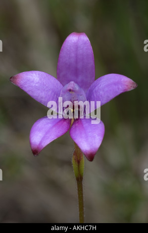 Lila Emaille-Orchidee (Elythranthera Brunonis) blühend, Bungendore Wald, Perth, Western Australia, September Stockfoto