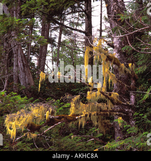 Hexe Haare flechten (Alectoria Sarmentosa) in Old Growth gemäßigten Regenwald entlang der Westküste BC, Britisch-Kolumbien, Kanada Stockfoto