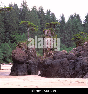 Cape Scott Provincial Park, Vancouver Island, BC, Britisch-Kolumbien, Kanada - Meer-Stacks auf abgelegenen Strand von San Josef Bay Stockfoto