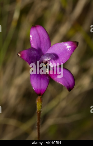 Lila Emaille Orchidee (Elythranthera Brunonis) Blüte, Stirling Range Nationalpark, Western Australia, Oktober Stockfoto