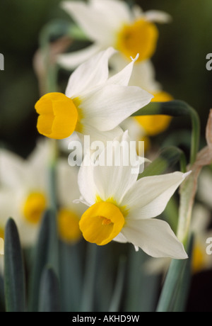 Narcissus 'Canaliculatus' (Narzisse) Abteilung 8 Tazetta. Nahaufnahme von weißen und orangefarbenen mehrköpfigen Narzisse. Stockfoto