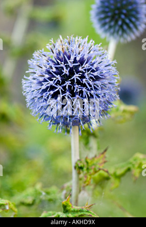 Echinops mit blau blühenden Köpfe Stockfoto