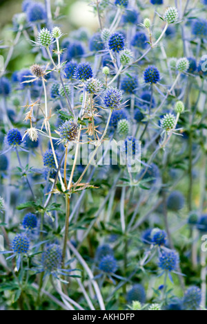 Echinops mit blau blühenden Köpfe Stockfoto