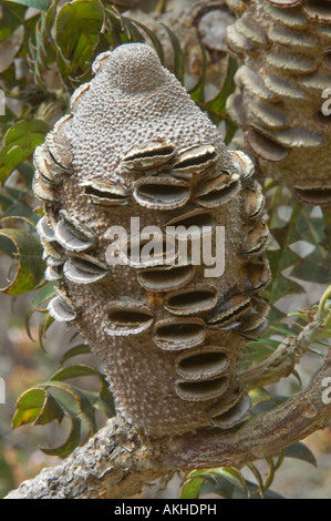 Riesige Banksien (Banksia Grandis Costal Strauch Form) Fruchtkörper Kegel mit geplatzten Follikel, kultiviert, Banksia Farm Mount Barker Stockfoto