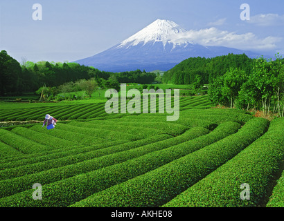 Japanische Frau Tee Feldarbeit unter Berg Fujiyama Stockfoto