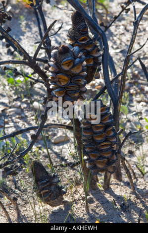 Western Mountain Banksien (Banksia Oreophila) leeren Samen Kegel nach Feuer, Fitzgerald River Nationalpark, Western Australia Stockfoto