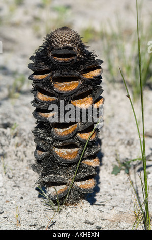 Western Mountain Banksien (Banksia Oreophila) leeren Samen Kegel nach Feuer, Fitzgerald River Nationalpark, Western Australia, Oktober 2007 Stockfoto