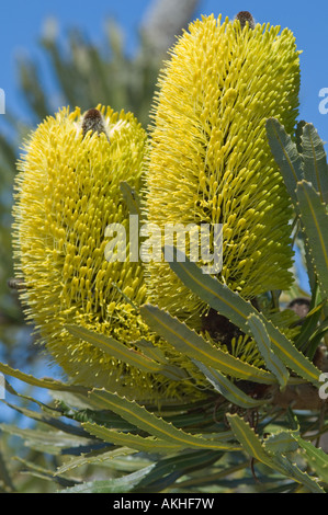 Kerze Banksien (Banksia Attenuata) mit doppelte Blume Spike, Fitzgerald River National Park, Western Australia, Oktober Stockfoto