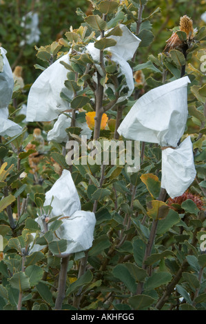 Scharlachrote Banksien (Banksia Coccinea) fruchttragenden Zapfen, abgedeckt zum Schutz vor Kakadus, Banksia Farm Mount Barker, Australien Stockfoto