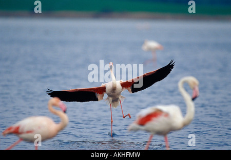 Größere Flamingo Phoenicopterus ruber Stockfoto