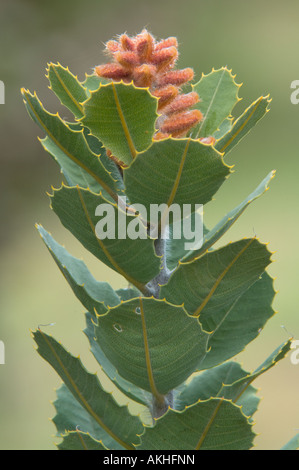 Albany Banksien (Banksia Coccinea) Blütenstand im Keim zu ersticken, Banksia Farm Mt Barker Western Australia Oktober Stockfoto