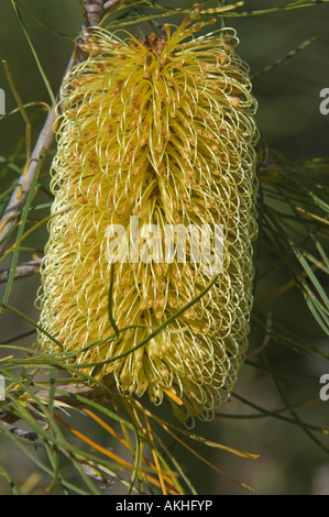 Lesueur Kiefer Banksien (Banksia Tricuspis) Blütenstand, Blüten voll geöffnet, Banksia Farm Mt Barker Western Australia Oktober Stockfoto