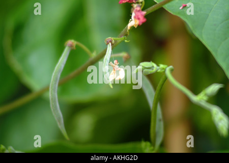 Distelfalter Stangenbohnen UK Stockfoto