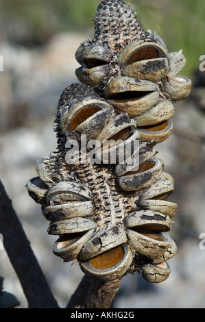 Western Mountain Banksien (Banksia Oreophila) leeren Samen Kegel nach Feuer, Fitzgerald River Nationalpark, Western Australia, Oktober Stockfoto