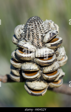 Western Mountain Banksien (Banksia Oreophila) leeren Samen Kegel, nach Brand, N.P. Fitzgerald River, Western Australia, OctoberWest Stockfoto