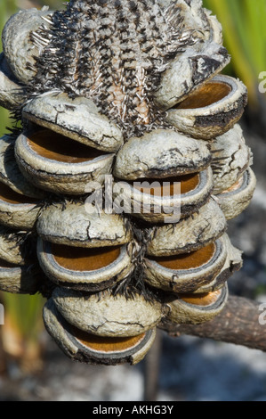 Western Mountain Banksien (Banksia Oreophila) leeren Samen Kegel, nach Feuer, Fitzgerald River Nationalpark, Western Australia, Oktober Stockfoto