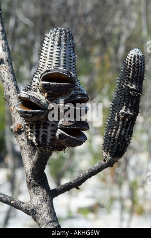 Western Mountain Banksia Banksia Oreophila leeren Samen Kegel nach Brand Fitzgerald River National Park Western Australia Oktober Stockfoto