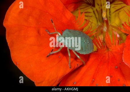 Gemeinsamen Green Shield Bug Palomena Prasina auf Nasturtion Blume. Stockfoto