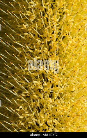 Schmächtig Candlestick Küste Banksien (Banksia Attenuata) Blütenstand, Blüten voll geöffnet Fitzgerald River National Park, AU Stockfoto